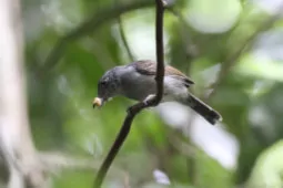 Thamnophilus punctatus