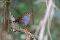 Catharus aurantiirostris