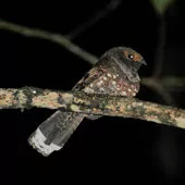 Nyctiphrynus ocellatus