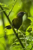 Arremon castaneiceps