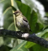 Spinus olivaceus