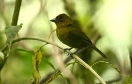 Chlorothraupis carmioli