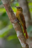 Sittasomus griseicapillus