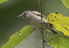 Mionectes olivaceus