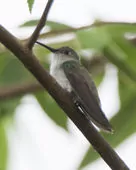 Talaphorus chlorocercus