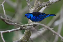 Tangara velia