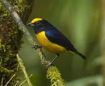 Euphonia xanthogaster