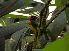 Pipreola jucunda