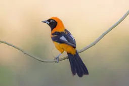 Icterus croconotus