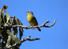 Euphonia saturata