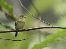 Myiophobus phoenicomitra
