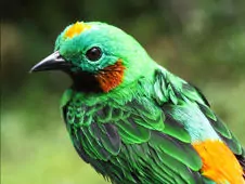 Chlorochrysa calliparaea