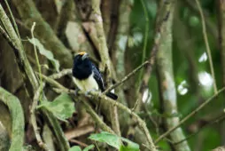 Capito squamatus