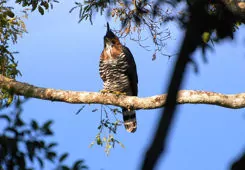 Spizaetus ornatus