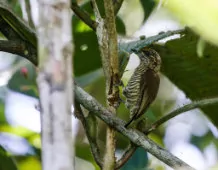 Picumnus pumilus