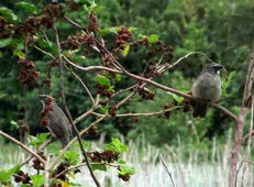 Saltator orenocensis