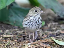 Seiurus aurocapilla