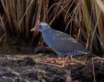 Mustelirallus erythrops