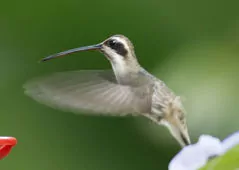 Phaethornis anthophilus