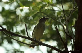Rhytipterna immunda