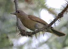 Turdus leucomelas