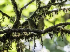 Rhynchocyclus pacificus