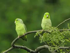 Forpus coelestis
