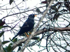Turdus leucops