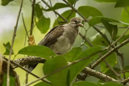 Leptotila pallida