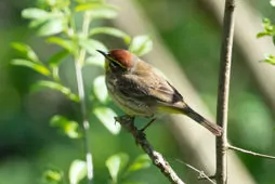 Setophaga palmarum