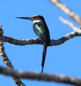 Galbula dea