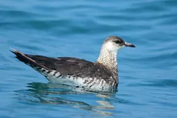 Stercorarius parasiticus