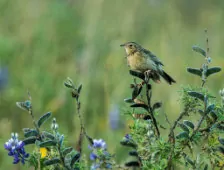 Anthus bogotensis