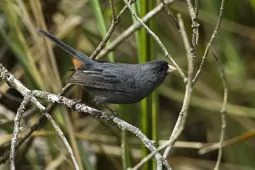 Catamenia homochroa