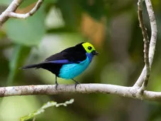 Tangara chilensis