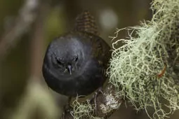 Scytalopus opacus