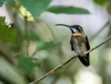 Threnetes leucurus