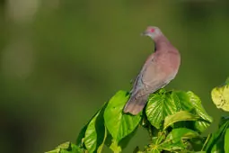 Patagioenas cayennensis