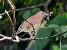 Turdus obsoletus