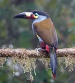 Andigena laminirostris