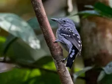Megastictus margaritatus