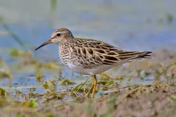 Calidris melanotos