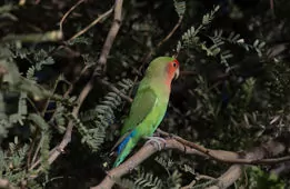 Agapornis roseicollis