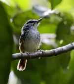 Hypocnemis peruviana