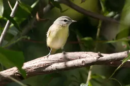 Vireo philadelphicus