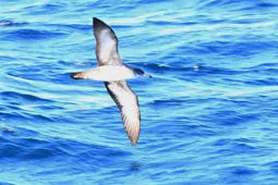Ardenna creatopus