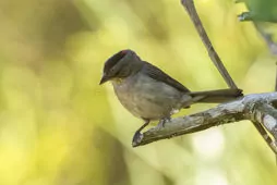 Coryphospingus pileatus