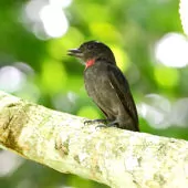 Pachyramphus minor