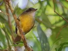 Dysithamnus mentalis