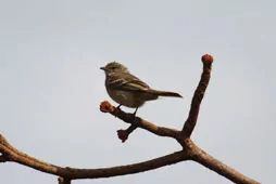 Elaenia cristata